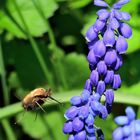 Blühpflanzenbesucher, flowering plant visitors, visitantes de flores