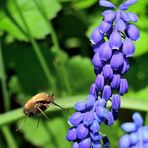 Blühpflanzenbesucher, flowering plant visitors, visitantes de flores