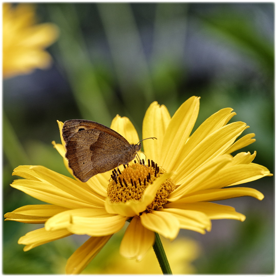 Blühpflanzenbesucher - gelbe Blüte mit Falter