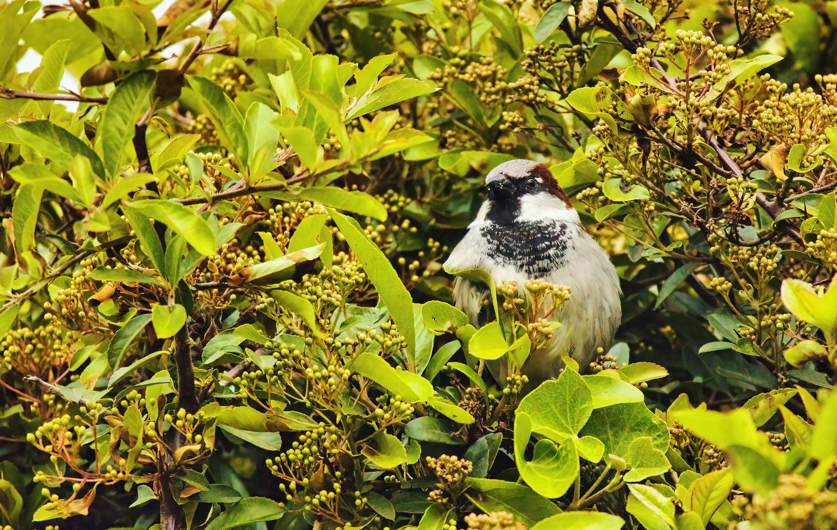 Blühpflanzenbesucher - Haussperling/Spatz