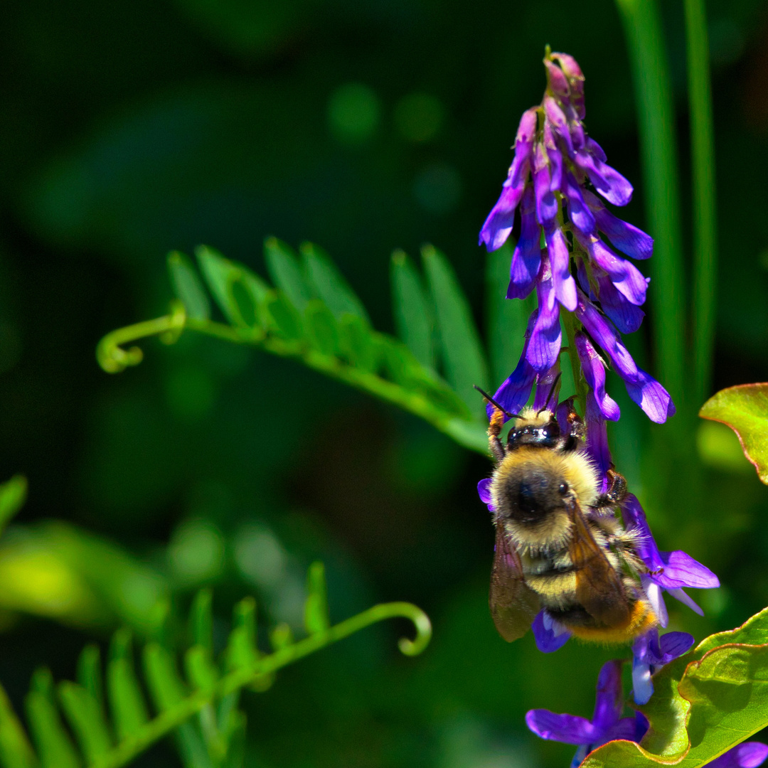 Blühpflanzenbesucher - Hummel an lila Blüte