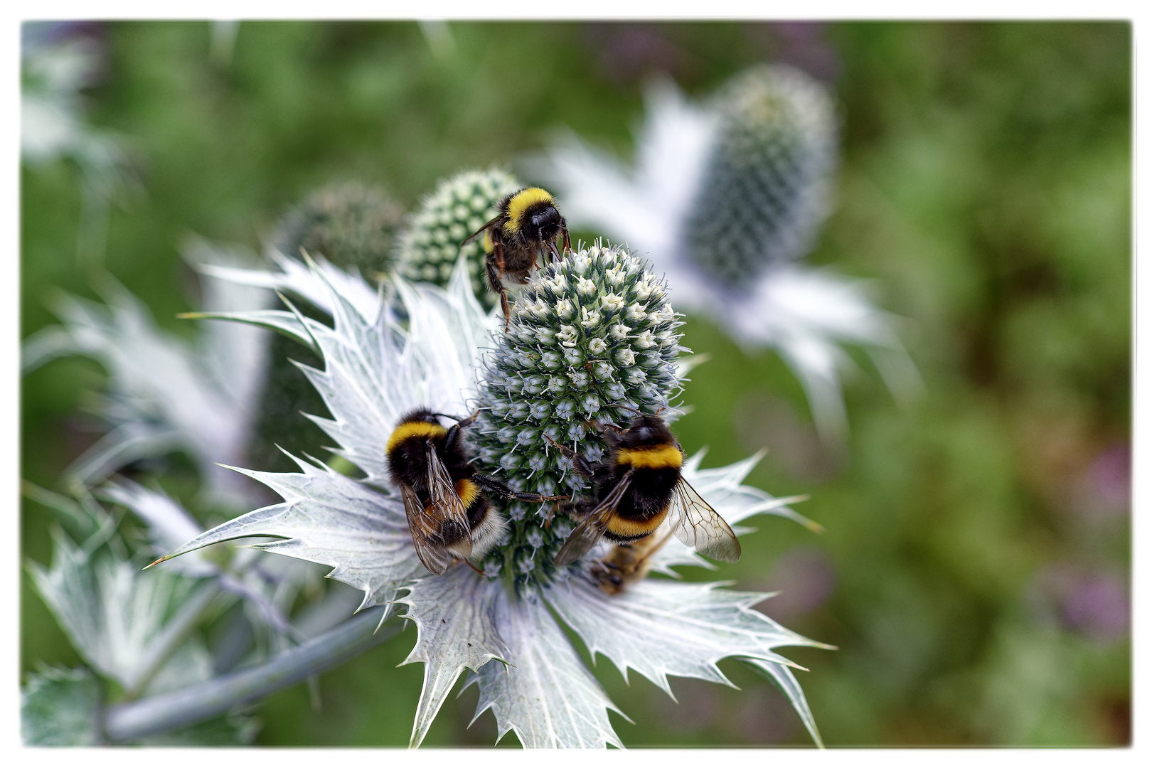 Blühpflanzenbesucher - Mannstreublüte mit Hummelbesuch