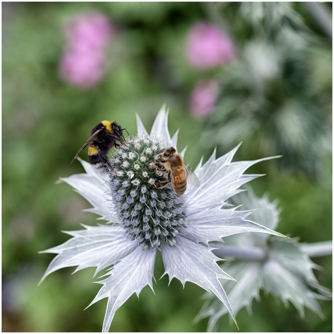 Blühpflanzenbesucher - Mannstreublüte mit Insektenbesuch