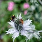 Blühpflanzenbesucher - Mannstreublüte mit Insektenbesuch