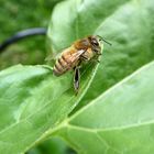 Blühpflanzenbesucher - nur auf Blatt