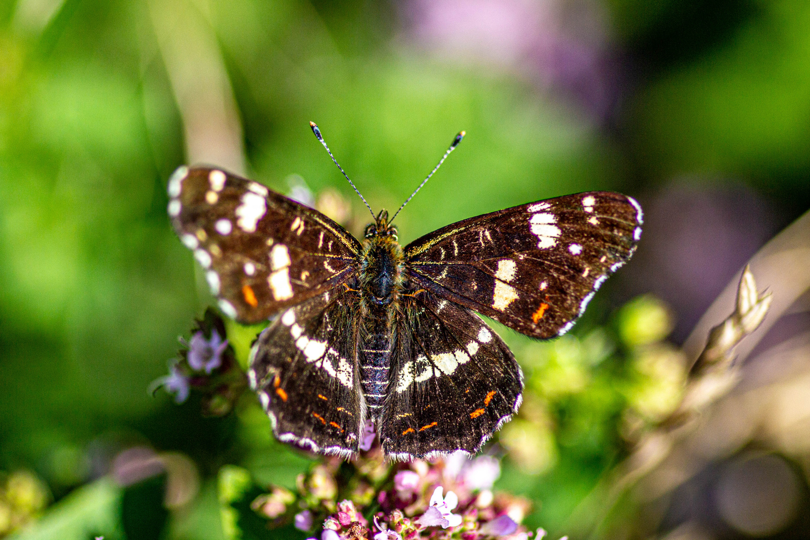 Blühpflanzenbesucher, Schmetterling "Landkärtchen".