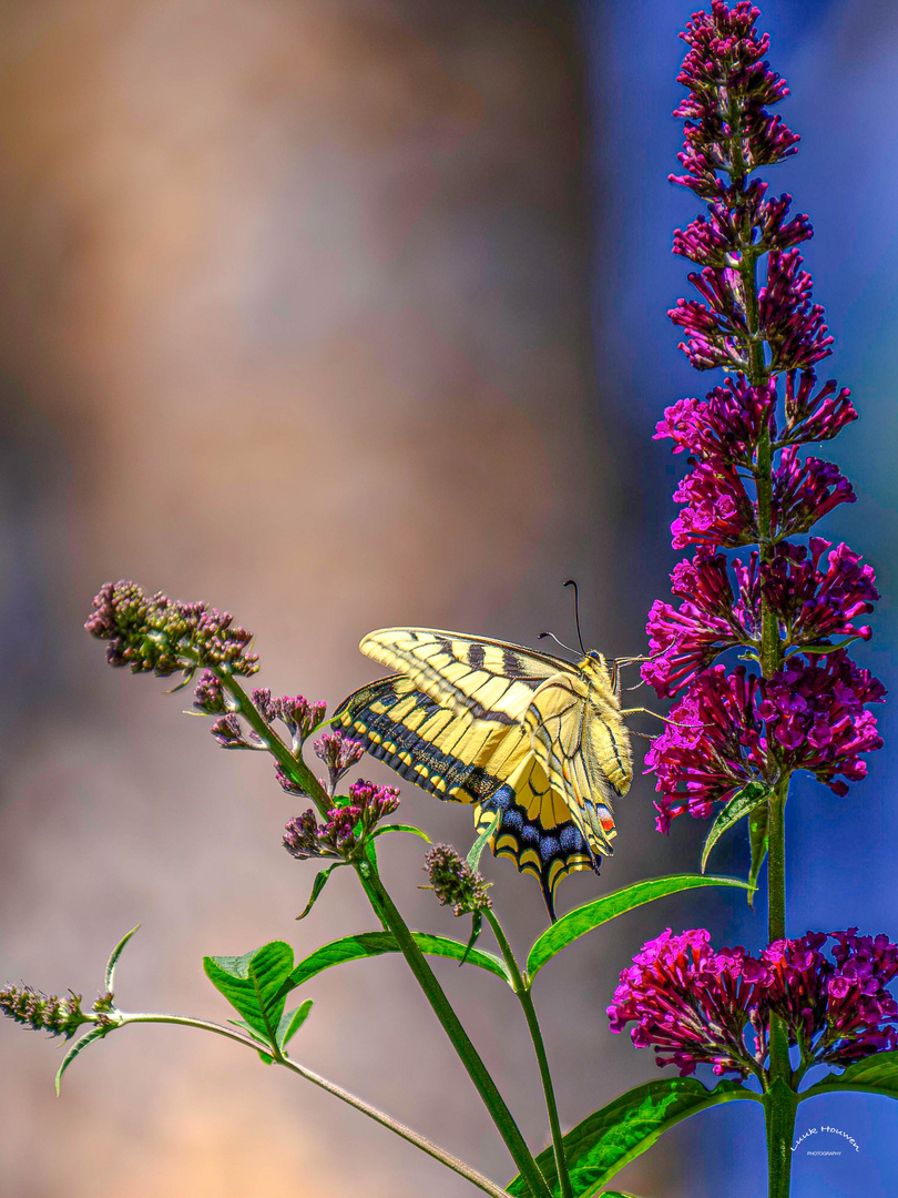 Blühpflanzenbesucher: Schwalbenschwanz / Common yellow swallowtail