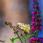 Blühpflanzenbesucher: Schwalbenschwanz / Common yellow swallowtail