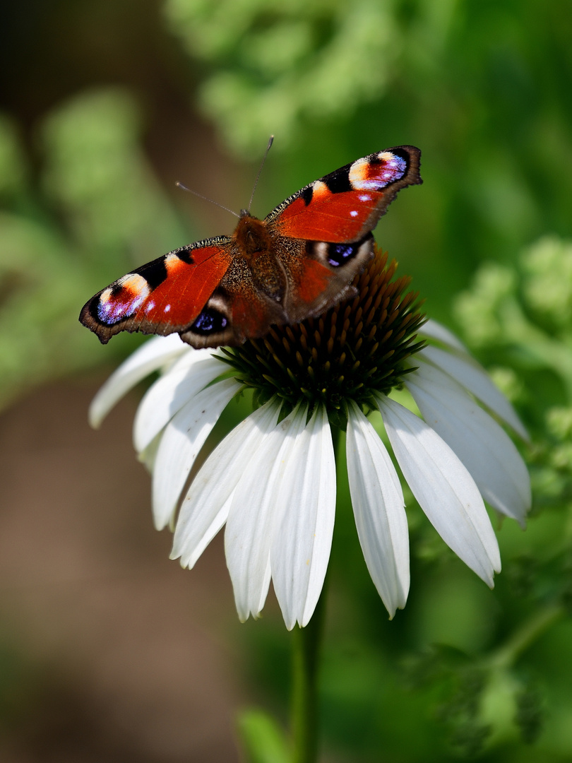 Blühpflanzenbesucher, visitors flowering plant, visitantes de flores