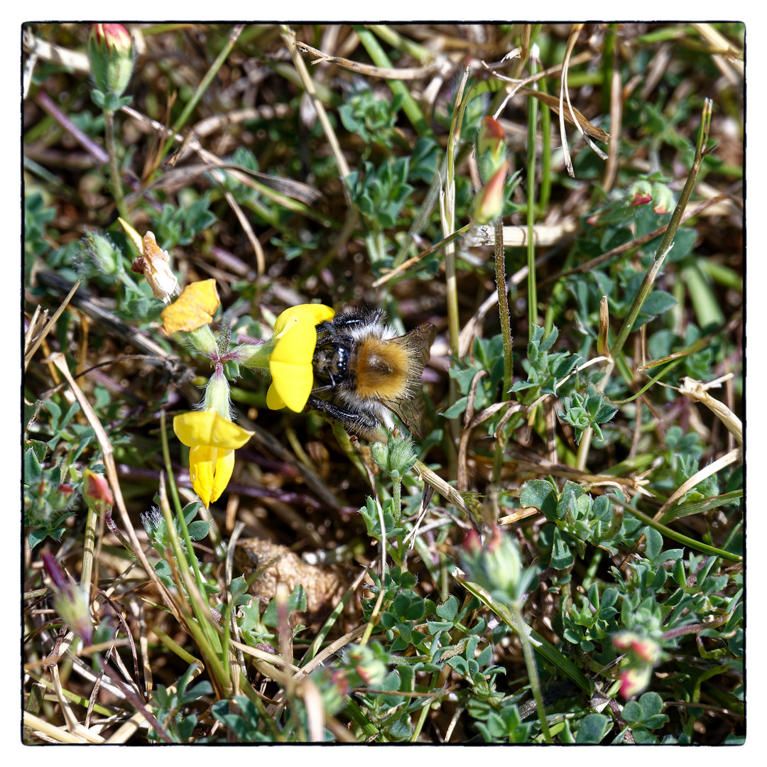 Blühpflanzenbesucher - Wimmelbild von Blüte mit Besuch