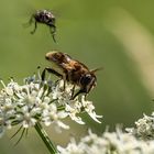 Blühpflanzenbesucher zum 2.9.2023