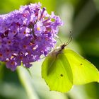 Blühpflanzenbesucher...solange der Sommerflieder Blüten hervorbringt,