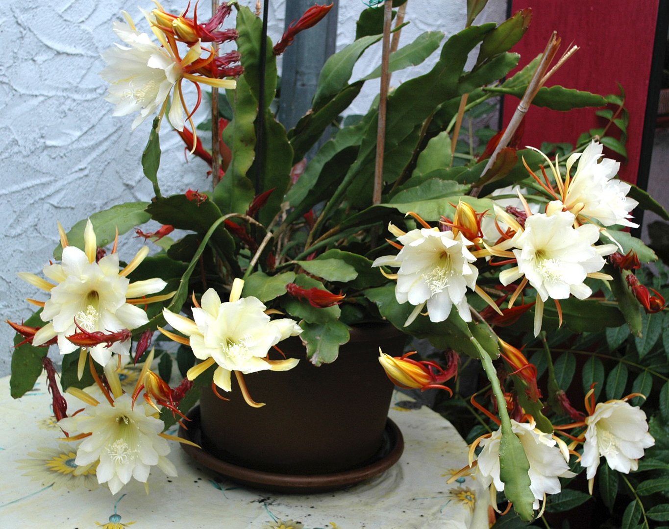 Blührausch der Epiphyllum-Hybriede