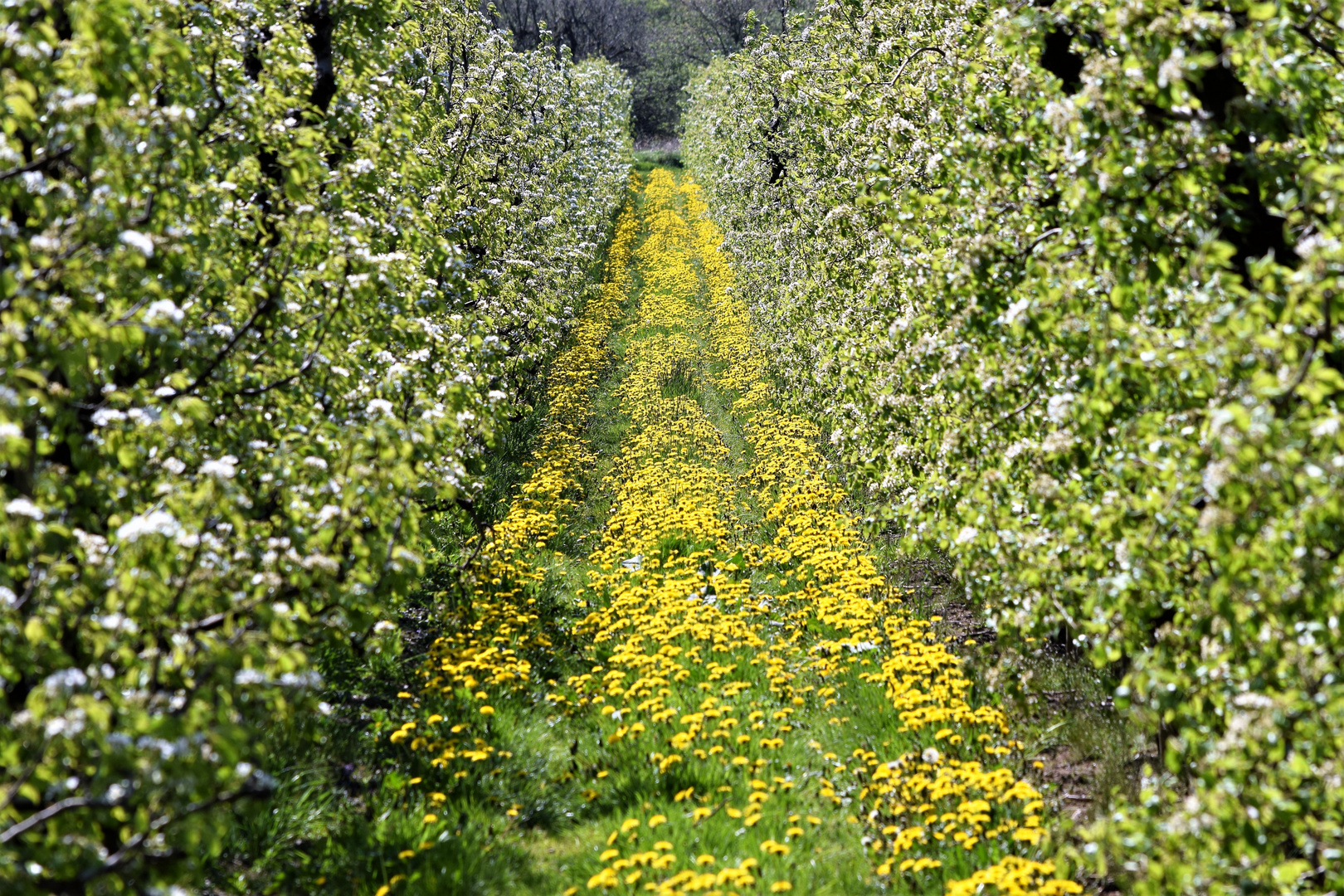 Blühstreifen