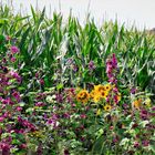 Blühstreifen am Mais-Feldrand