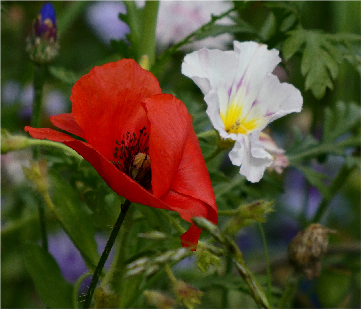 Blühstreifen-Blumen zum Sonntag