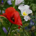 Blühstreifen-Blumen zum Sonntag