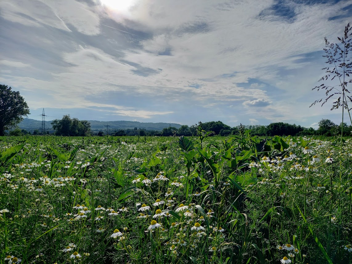 Blühstreifen mit Kamille für die Insekten