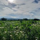 Blühstreifen mit Kamille für die Insekten