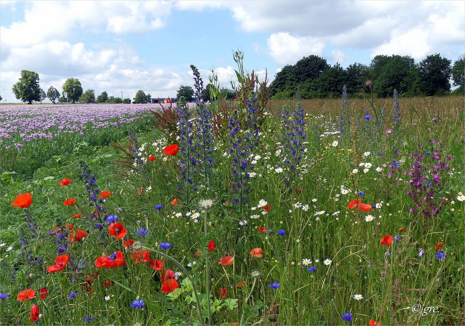 Blühstreifen und Mohn