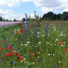 Blühstreifen und Mohn