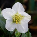 Blüht mitten im Winter, die Christrose, auch Schneerose (Helleborus niger) genannt.