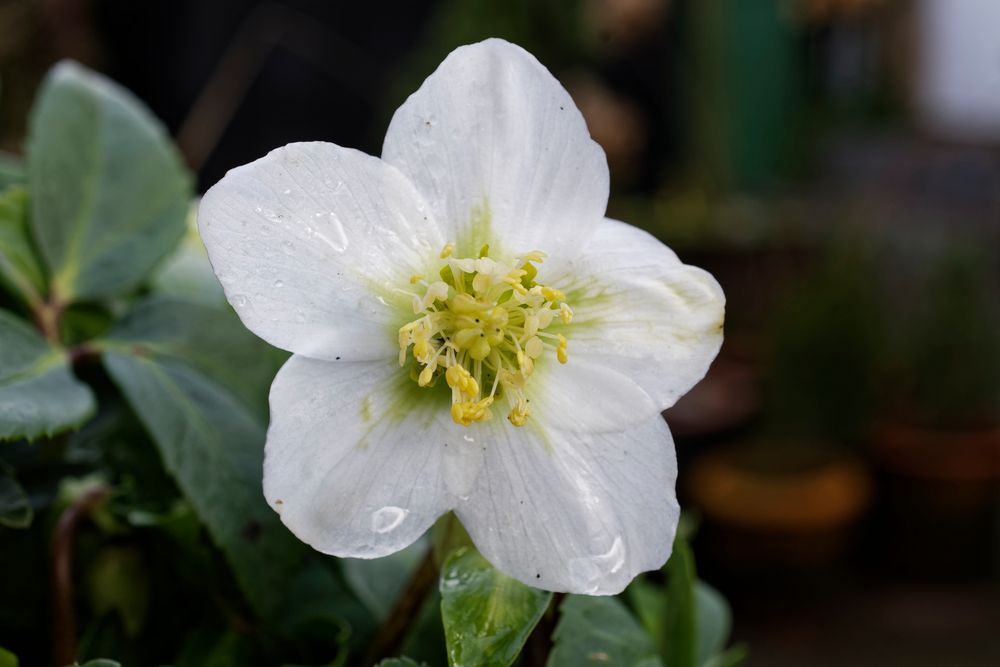 Blüht mitten im Winter, die Christrose, auch Schneerose (Helleborus niger) genannt.