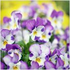 ... Blüht unermüdlich, das kleine Hornveilchen ...  Botanisch: Viola cornuta ...