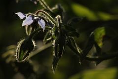 ....blüht unermüdlich im Sommergarten