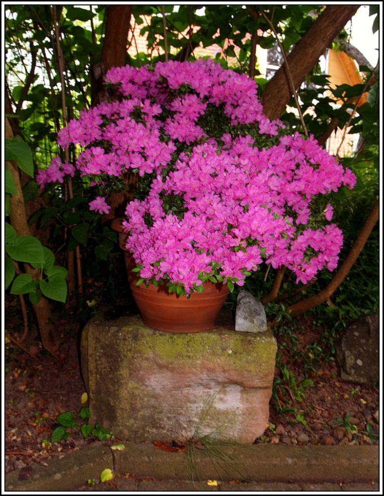   Blühtenpracht in Garten