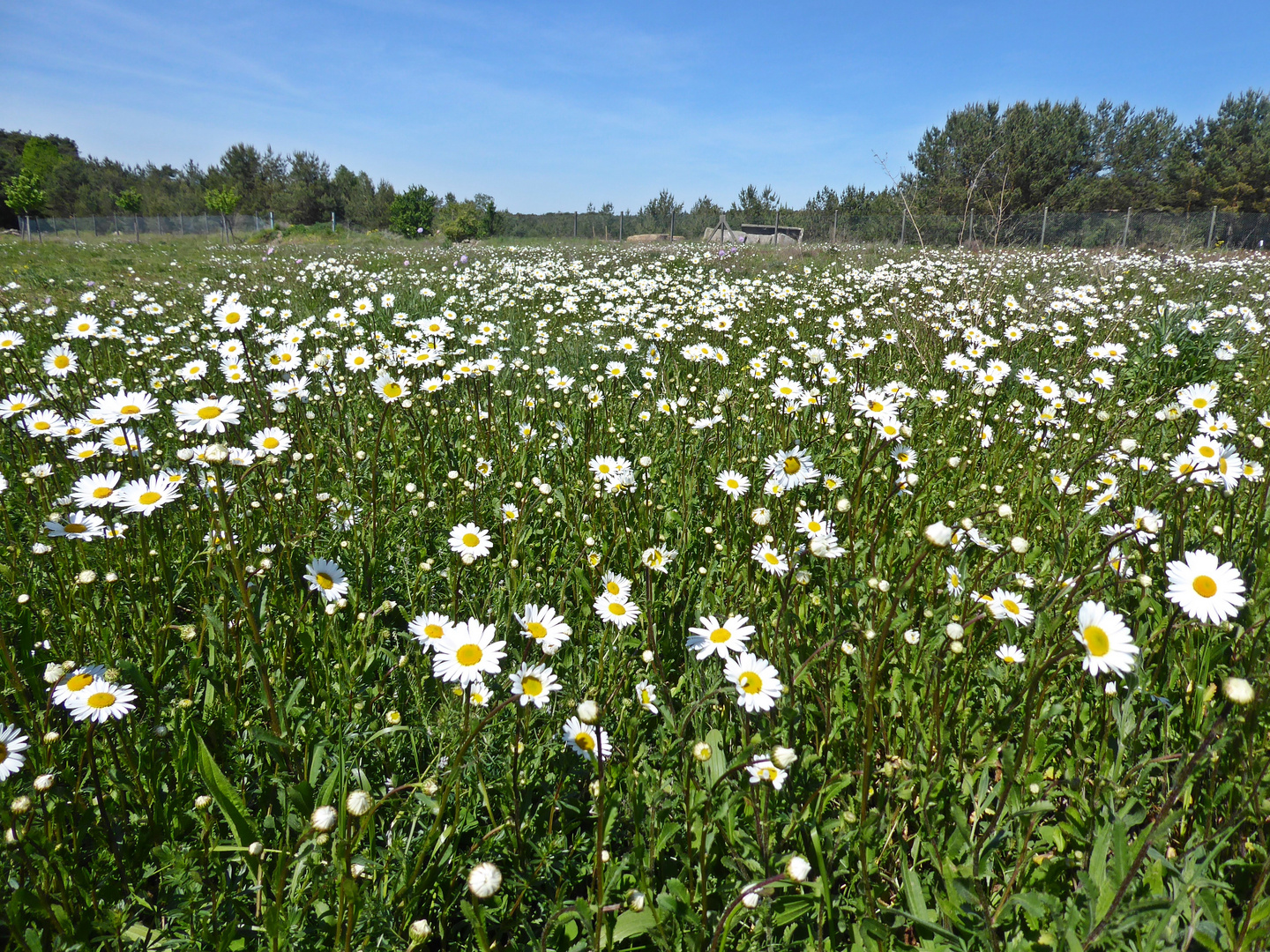 Blühwiese