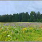 Blühwiese am Saalequellenweg