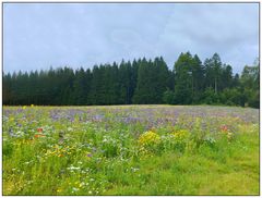 Blühwiese am Saalequellenweg