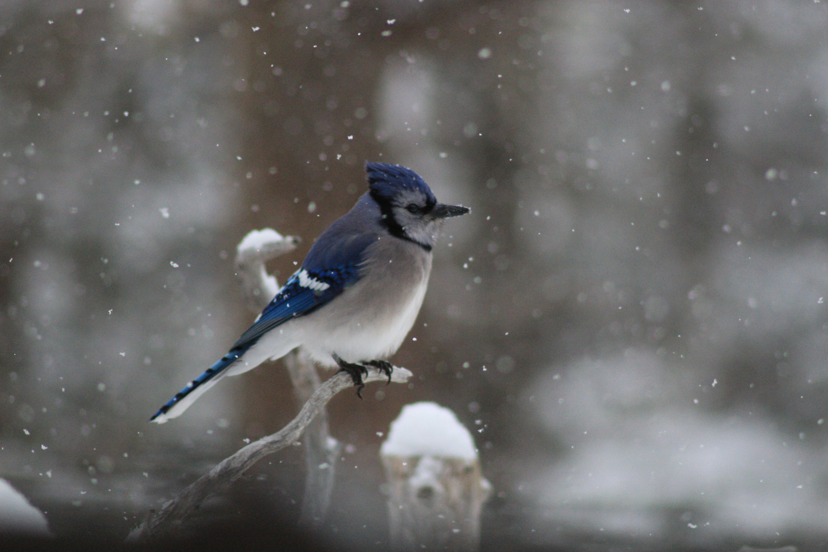 Bluejay