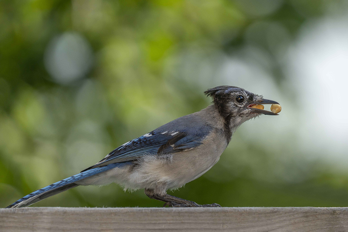 BlueJay (Blauhäher)