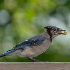 BlueJay (Blauhäher)