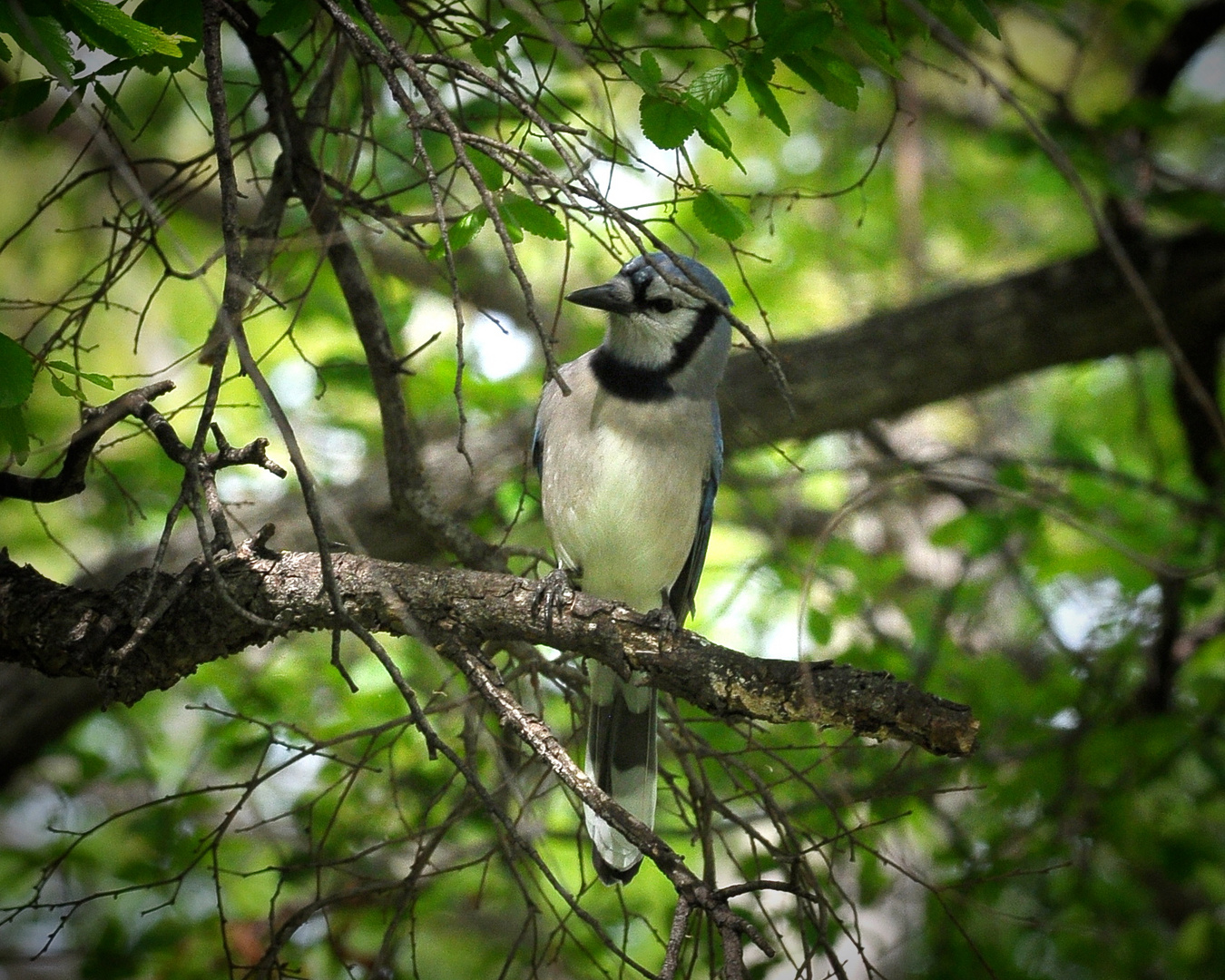 Bluejay