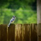 Bluejay in the rain