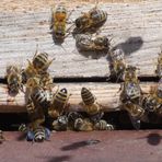 Bluejeans bees