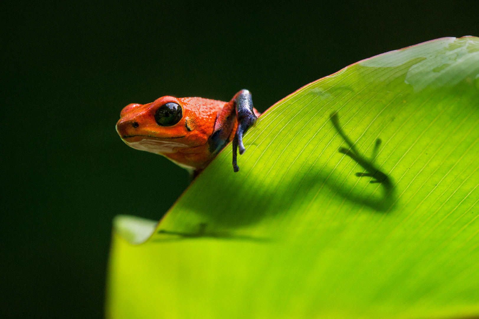 Bluejeans-Frosch