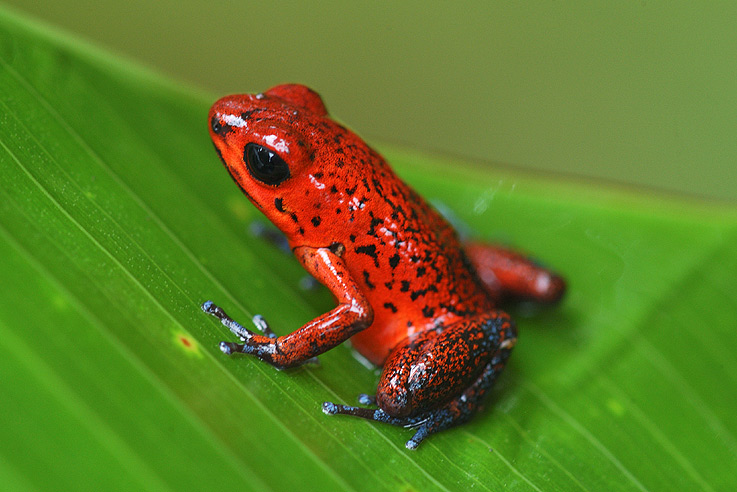 Bluejeans Frosch Pfeilgitfrosch Foto Bild tiere Bluejeans Frosch Pfeilgitfrosch Foto Bild tiere