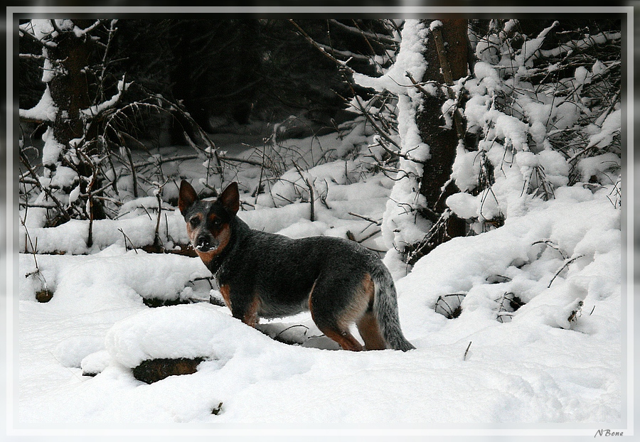 Blueli geniesst den Schnee zum Frühlingsanfang