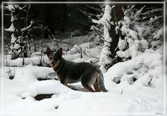 Blueli geniesst den Schnee zum Frühlingsanfang