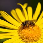 Blümche mit Besucher