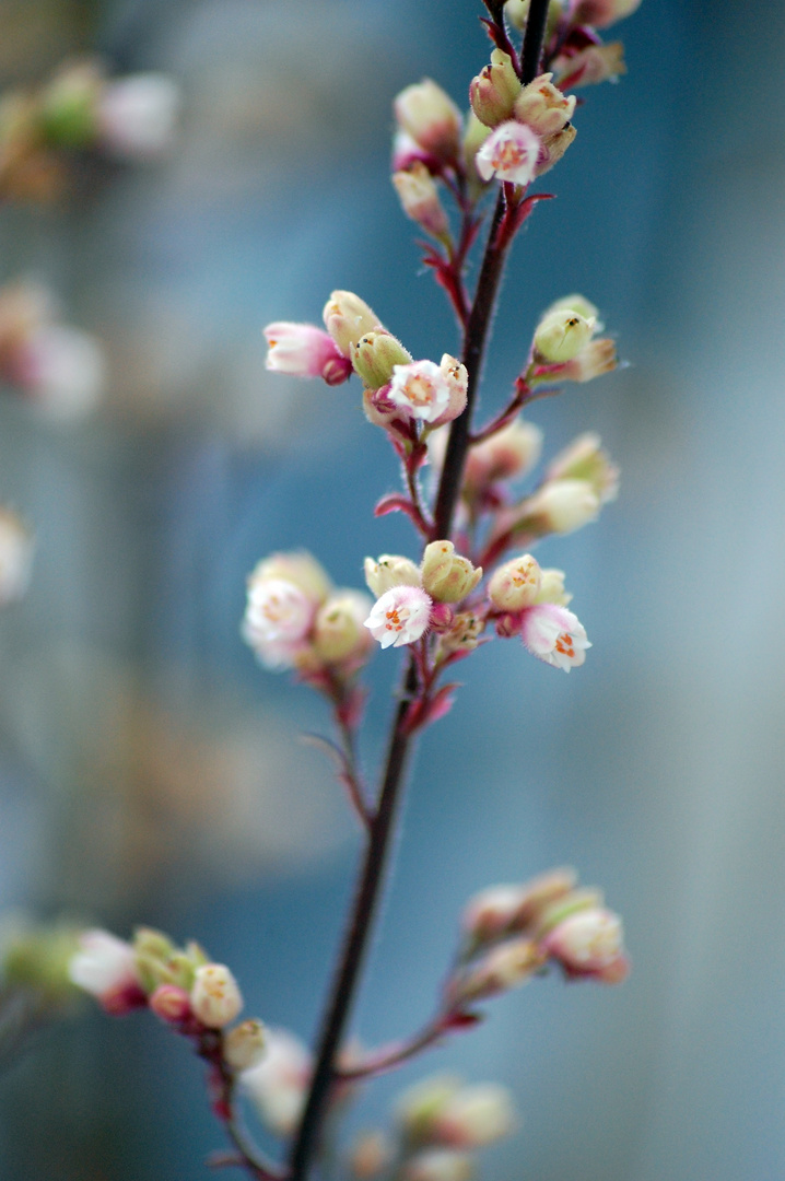 Blümchen