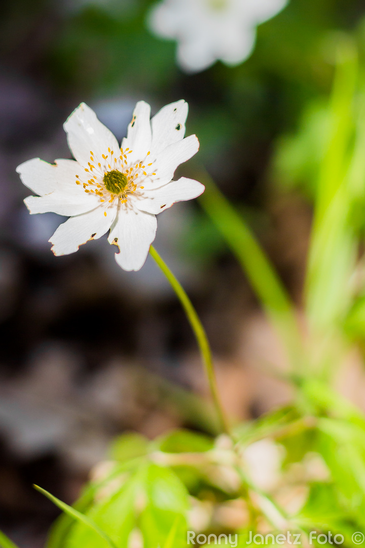 blümchen