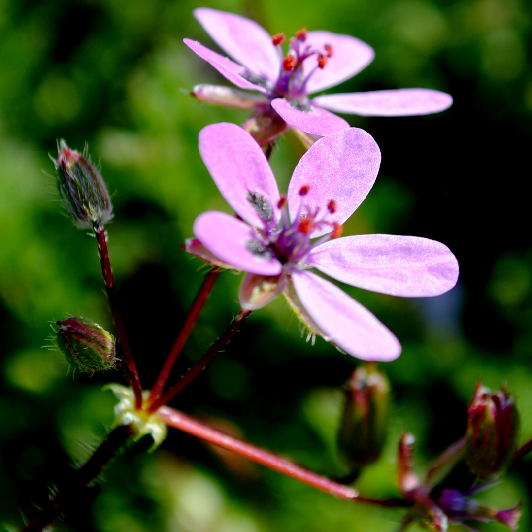 Blümchen