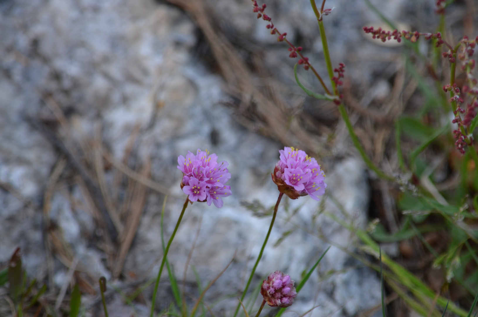 Blümchen