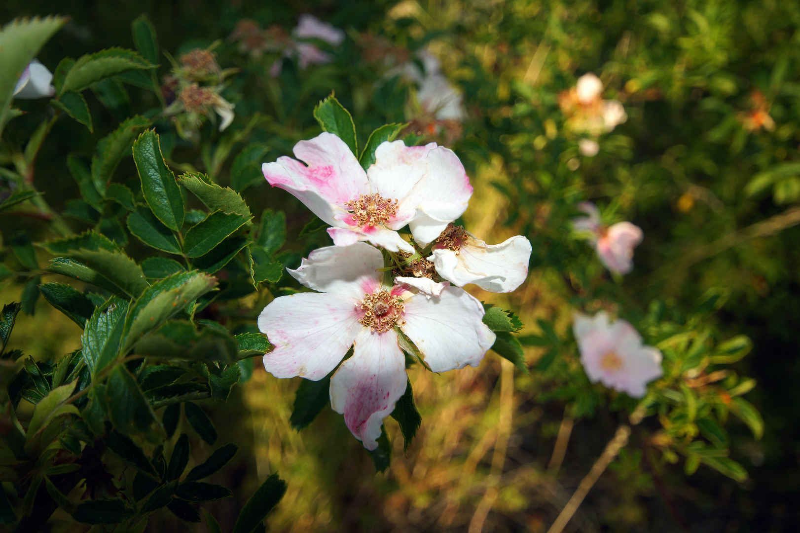 Blümchen