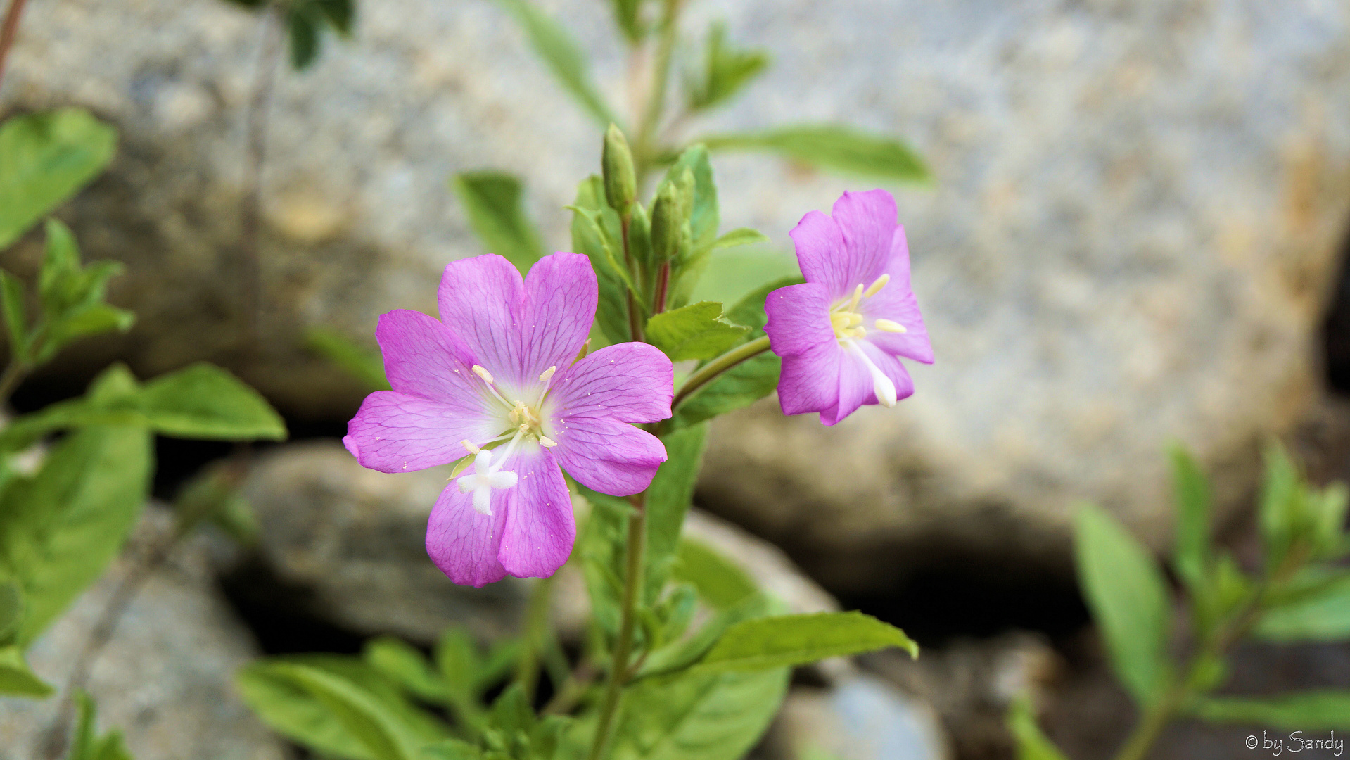 Blümchen